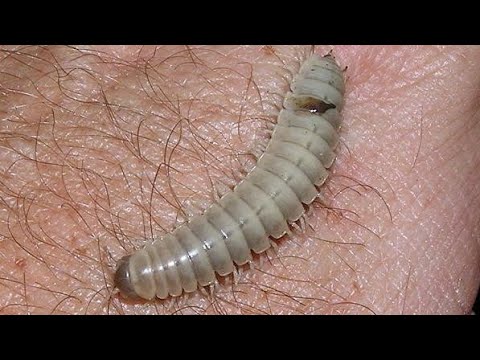 OMG!!!!! what's this 😲😳😮 Unique insects - YouTube