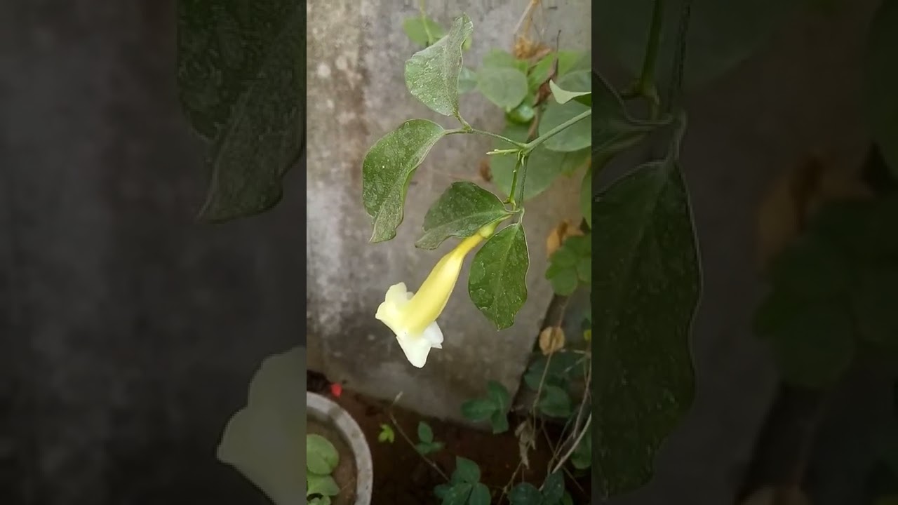 Anemopaegma chamberlynii (Bignoniaceae family)