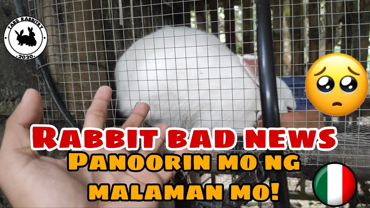 FALSE PREGNANCY SA RABBIT False pregnancy rabbit Bakit di na