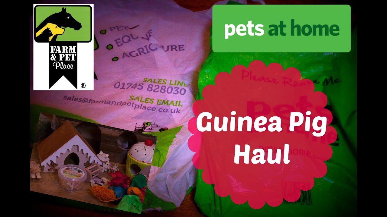 Guinea Pig Haul – Pets at home, Farm and Pet Place *2016*