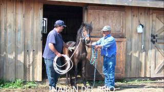 HACIENDA MADRAZO - MI PASO FINO - MARISELA VERENA - YouTube