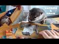 カワウソに自分だらけの写真集を見せたらこうなった　Otters Brutally Judge Pictures of Themselves