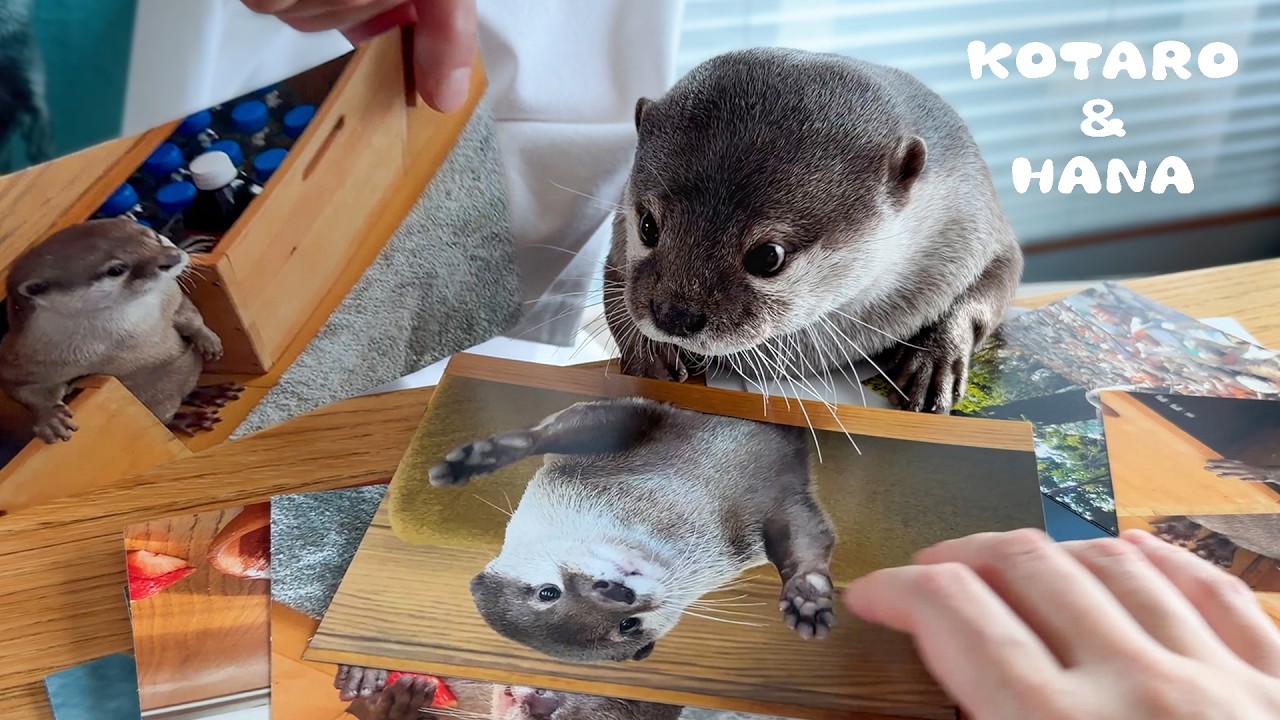 カワウソに自分だらけの写真集を見せたらこうなった　Otters Brutally Judge Pictures of Themselves