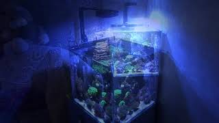 Нужен ли морской аквариум дома: за и против... Подробное объяснение