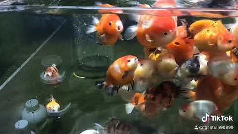 Hồ cá vàng siêu đẹp nuôi ban công