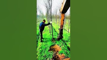The process of quickly digging out tree roots