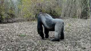 Silver Back Gorilla at Denver Zoo Free Day