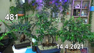 Bonsai Indoor Zimmerbonsai praktisches erleben. Umpflanzen, Schneiden, Einpflanzen. Ficus Fukientee
