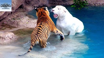 10 Loài Động Vật Có Nguy Cơ TUYỆT CHỦNG Cao Nhất Trên Thế Giới - KAPA Channel