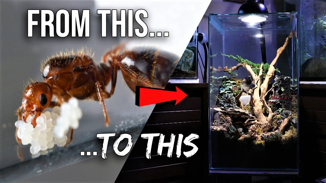 How to Raise an Ant Colony 101 | The Ultimate Guide to Keeping Pet Ants