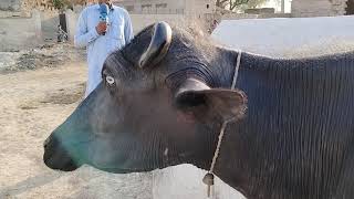 watch nili Ravi buffalo for sale 20-5-2024 in Punjab Pakistan on YouTube