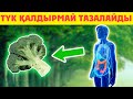 Дәл қазір осы көкөністі алыңыз, 7 Түрлі ауруға ем болады, Түк қалдырмай тазалайды, Брокколи пайдасы