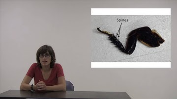 Land Locomotion Bioinspiration Lesson pt 1: Running, walking, climbing