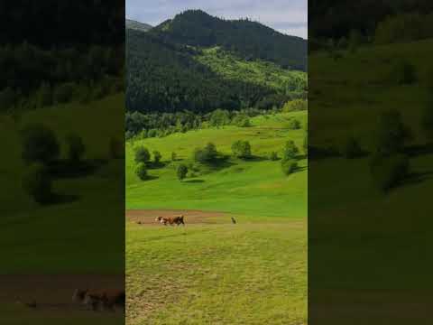 مراعي شافشات الساحره ولاية ارتفين عن طرابزون ٢٨٠ كم