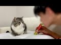 いきなり飼い主がチュールを食べ始めたら猫がこうなったw