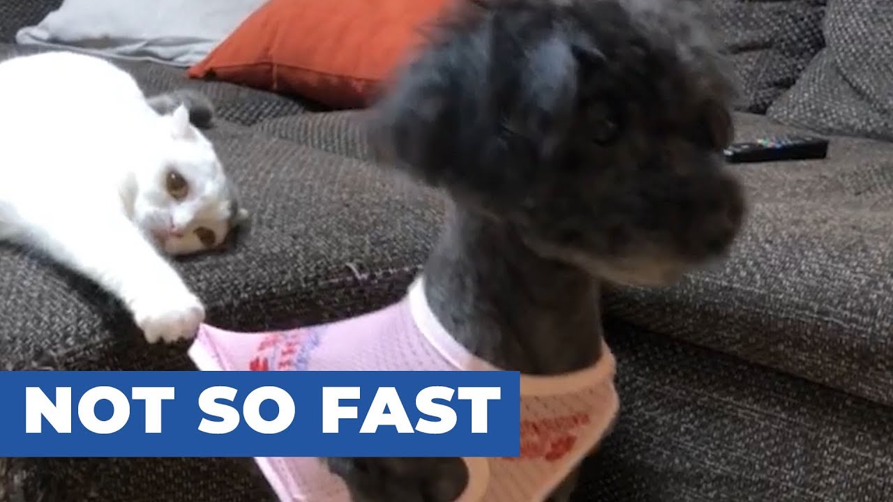 video phone beyonce mp3 Cat Pulls Dog By the Shirt