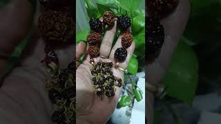 Rudraksha ki Mala 3 Mukhi se 9 mukhi Rudraksha #8&amp;9mukhirudraksha #7mukhirudraksha