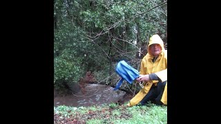 Berkeley creek, before and after a barrage of storms; filmed by paul iorio, January 2023.