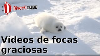 Vídeos de focas graciosas