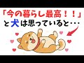 【感動】犬が今の暮らしに満足している行動7選