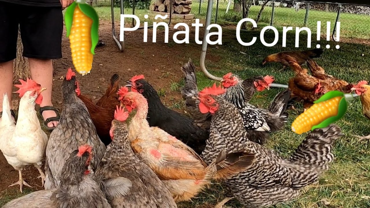 Bizarre Corn Piñata!!! 🌽 🌽 - YouTube