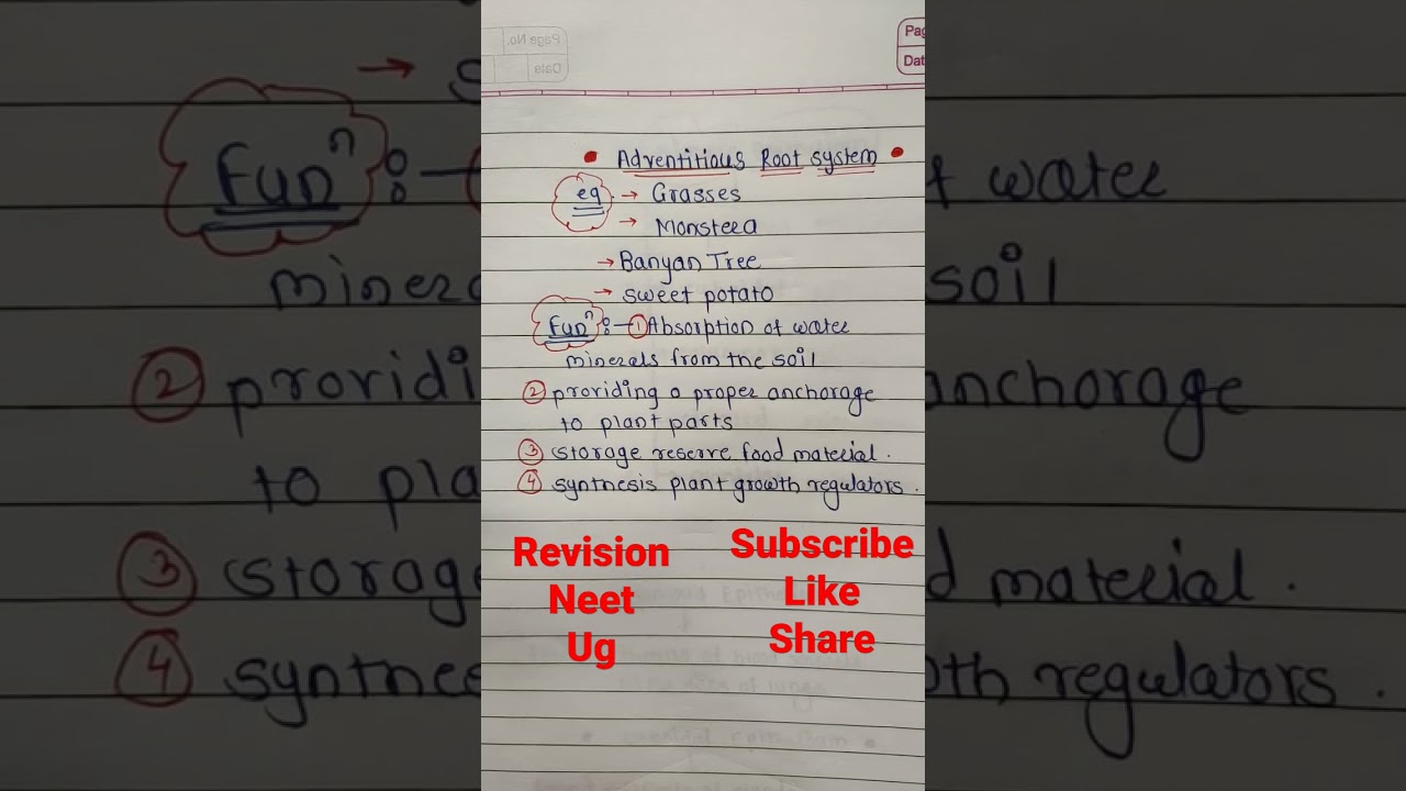 Adventitious root system of example and function || biology ||