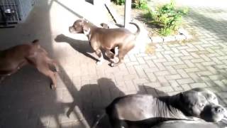 My xxl pitbulls all playing together no fight