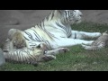 Tigre Blanco (hembra) juguetea con sus crías en parque de las leyendas - Lima