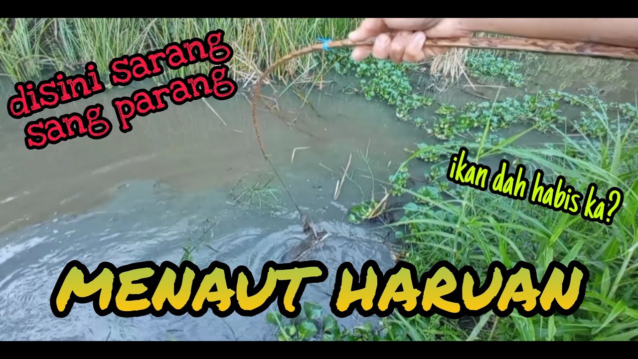 #EP216 Tahan Taut Haruan - 'sang parang'