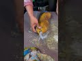 Amazing Yellow Sea Cucumber Cleaning 😱 Rare Sea Creature Found!