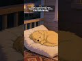 Stop Scrolling. Focus. 🐶🎧 #lofi #lofihiphop #chillhop