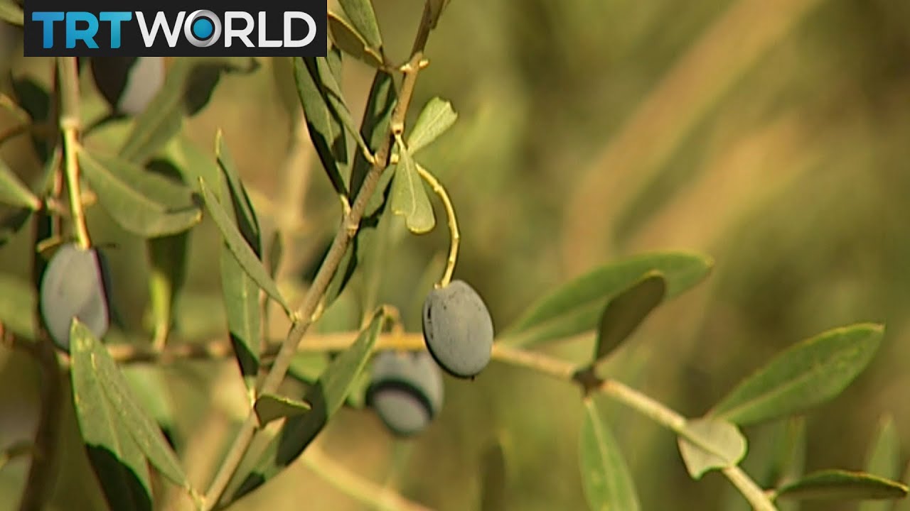 Money Talks: Lebanese entrepreneurs produce energy from olive leftovers