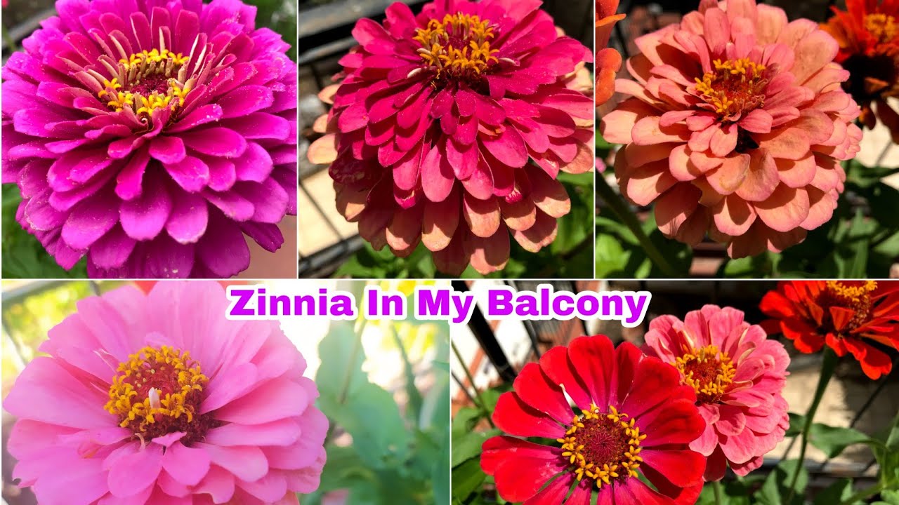 Colourful Zinnia flowers Most Beautiful flower in the world Balcony