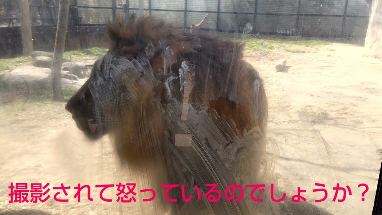 八木山動物公園フジサキの杜】ライオンのサンに殴られました！ - YouTube