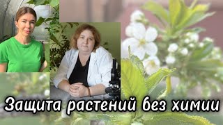 видео: МНЕНИЕ ЭКСПЕРТА: защита растений от болезней и вредителей без помощи химических препаратов картинка: МНЕНИЕ ЭКСПЕРТА: защита растений от болезней и вредителей без помощи химических препаратов