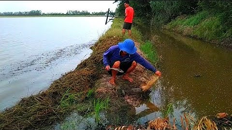 Đặt Lợp Ếch Trên Bờ Đê Mùa Nước Lũ Chạy Quá Êm//Út Miền Tây