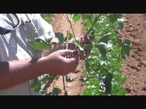 Estimating the Vegetative/Reproductive Balance in Cotton - III. Nodes Above White Flower