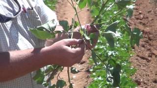 Estimating the Vegetative/Reproductive Balance in Cotton - III. Nodes Above White Flower