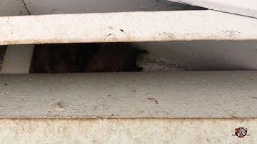 Bats in a Gable Vent in Atlanta
