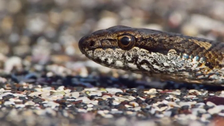 Iguana vs Snakes   Planet Earth II