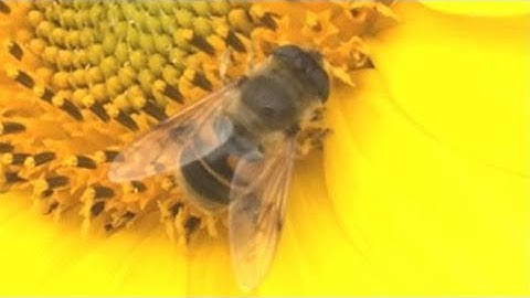 Photo / Picture / Image - File size reduction up to 95%