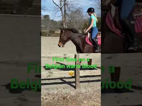 Video: Colorado Ranger Horse