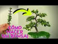 Cómo hacer un bonsai - Bonsai de Portulacaria Afra