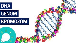 DNA, Genom, Kromozom Nedir? (BBC Knowledge)