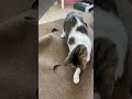 Cat playing with ripple mat!