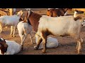 Tips on managing goats on zero grazing