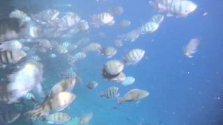 Unterwassermarkt... Подводный базар...DSCF1561