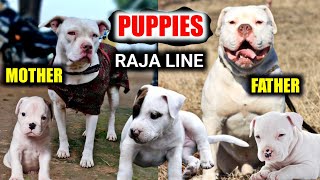 Raja line Pitbull puppies for sale | A1 quality ke pitbull | white pitbull puppies