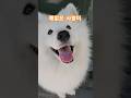태양을 피하고 싶은 대형견 사모예드 #samoyed
