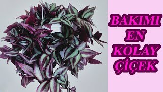 Bi̇r Tane Di̇k Saksi Dolusu Çi̇çeği̇n Olsun, Bakimi En Kolay Çi̇çek,Telgraf Çi̇çeği̇ Bakimi Ve Çoğaltilmasi